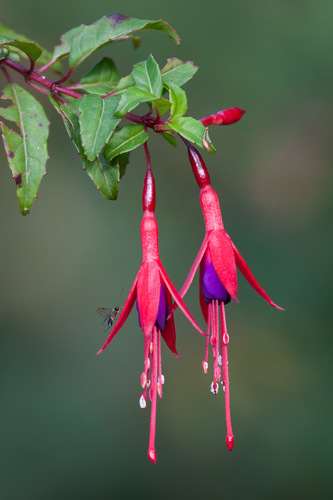 Fuchsia — photo 1
