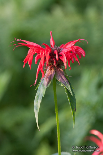 Monarda didyma — photo 1