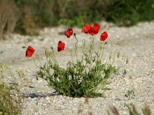 Coquelicot (Papaver rhoeas) — photo 2