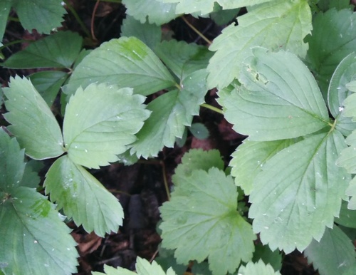 Fragaria × ananassa — photo 2