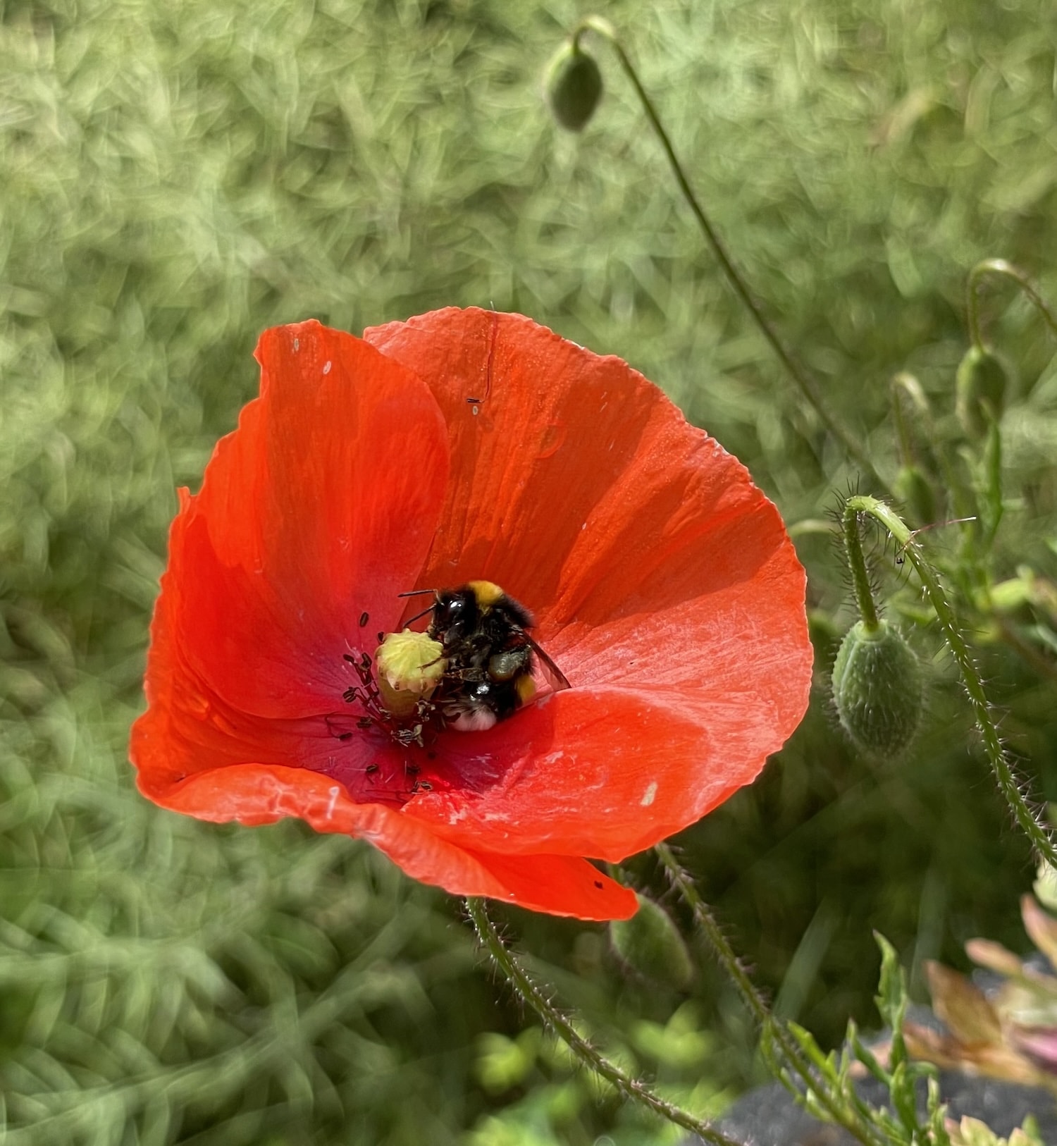 Coquelicot Papaver rhoeas