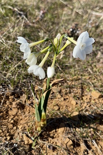 Narcissus papyraceus — photo 2