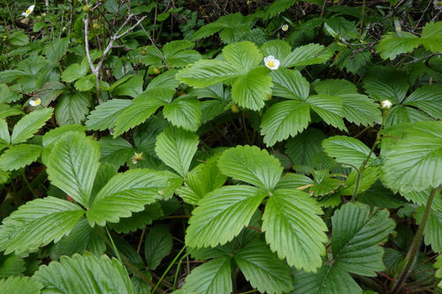 야생딸기 (Fragaria vesca): 기원과 용도 — 사진 4