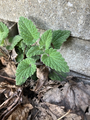 Nepeta — photo 2