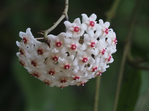Wax plant (Hoya carnosa): origin and uses โ photo 1