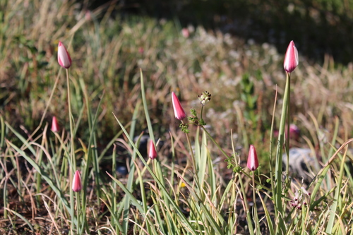 Tulipe de Perse (Tulipa clusiana) — photo 3