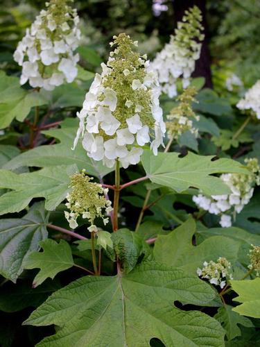 Hydrangea quercifolia — photo 1