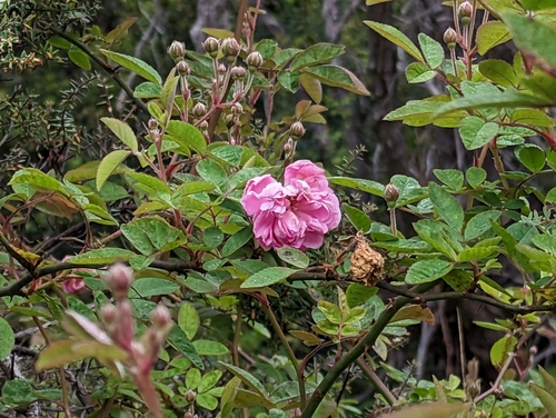Rose de Damas (Rosa × damascena) — photo 3