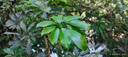 Miniature umbrella tree (Heptapleurum arboricola): origin and uses — photo 2