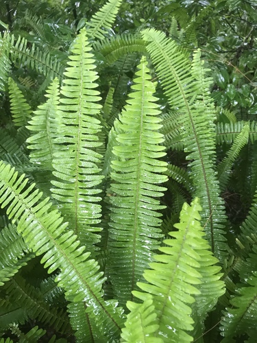 Southern sword fern (Nephrolepis exaltata): origin and uses — photo 1