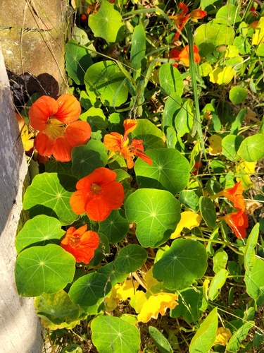Tropaeolum majus — photo 3