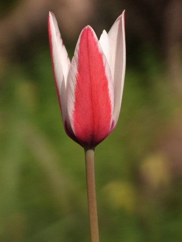 Tulipe de Perse (Tulipa clusiana) — photo 1
