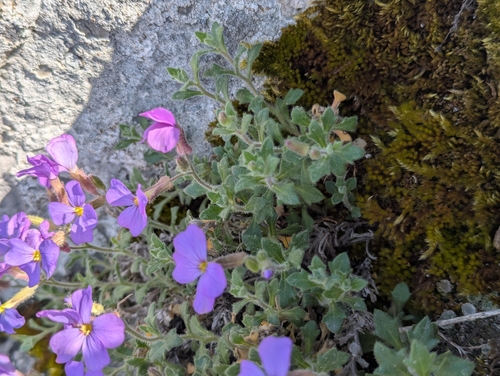 Aubrieta — photo 2