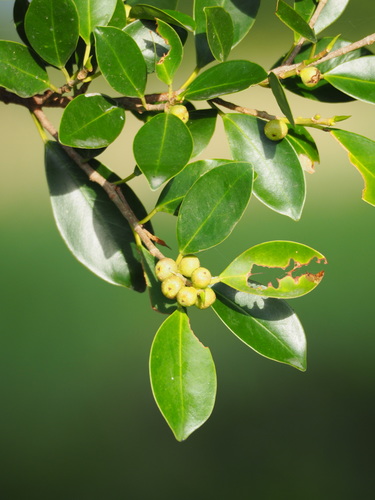 Chinese banyan (Ficus microcarpa): origin and uses โ photo 1