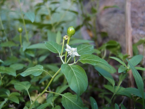 Capsicum annuum — photo 3