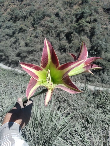 Hippeastrum — photo 3