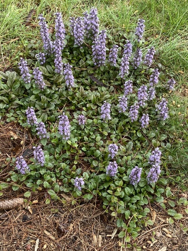 Ajuga reptans — photo 3