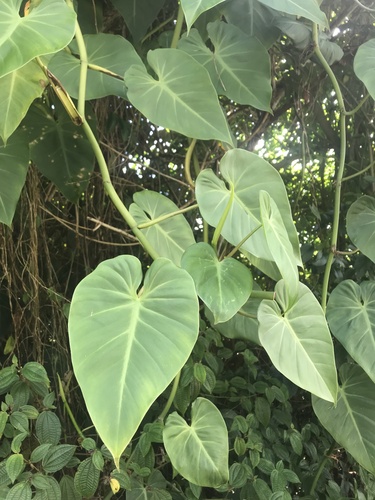 Heart-leaf philodendron (Philodendron hederaceum): origin and uses β photo 1