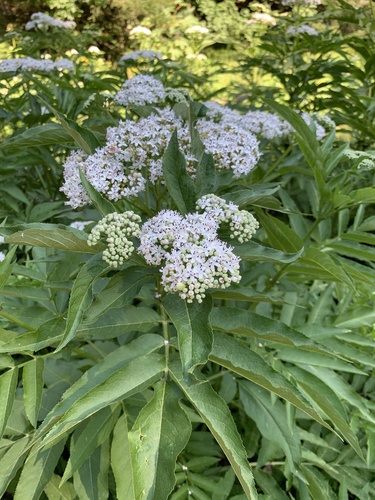 Sambucus ebulus — photo 1