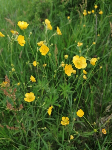 Лютик едкий (Ranunculus acris): происхождение и применение — габитус 1