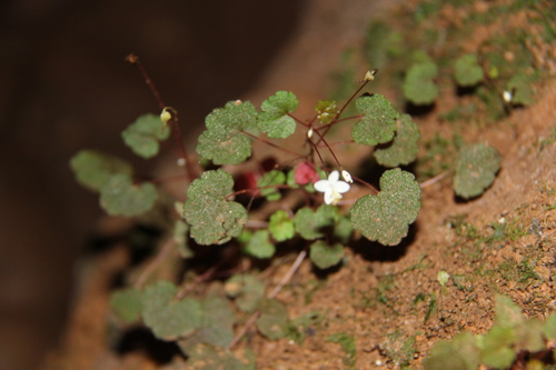 Begonia — photo 2