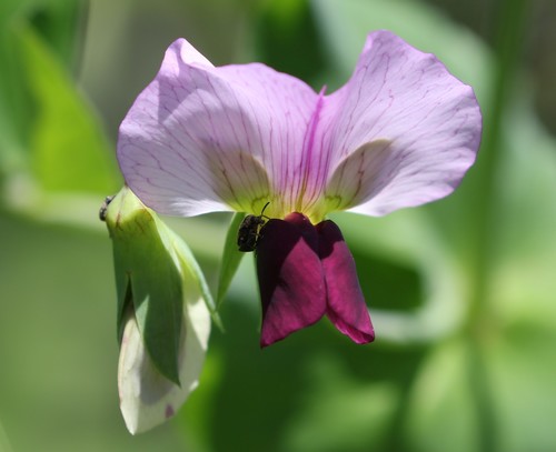 Lathyrus oleraceus — photo 1