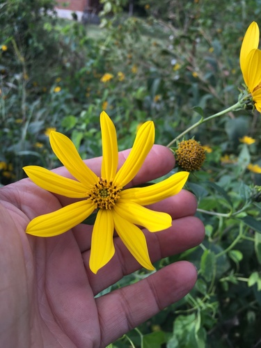 Helianthus tuberosus — photo 2