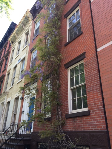 Wisteria sinensis — photo 2