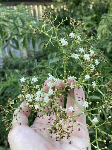 Sambucus nigra — photo 5