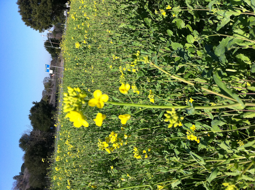 Brassica rapa — photo 3