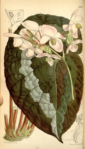 Begonia rex — photo 2