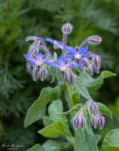Borago officinalis — photo 1