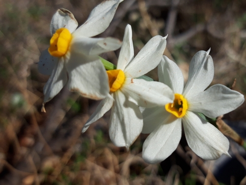 Narcissus tazetta — photo 3