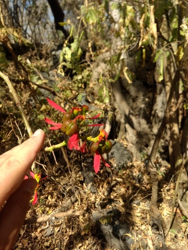 Euphorbia pulcherrima — photo 3