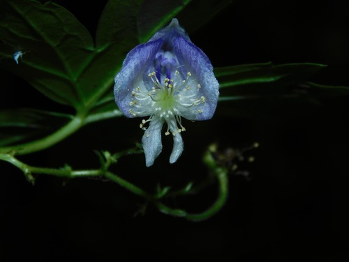 Aconitum — photo 3