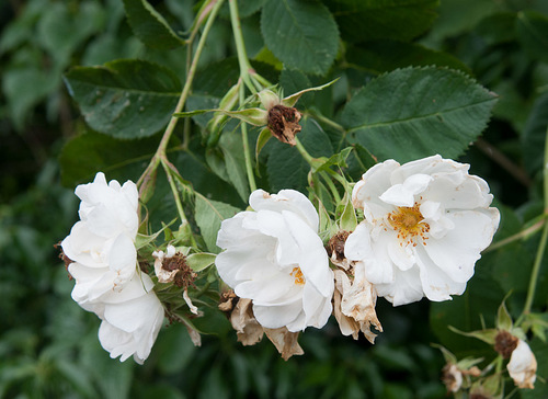 Rosa × alba — photo 1