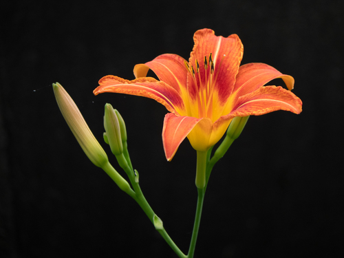 Hemerocallis fulva — photo 1