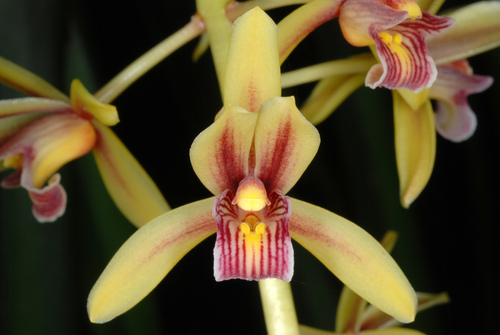 Cymbidium — photo 3