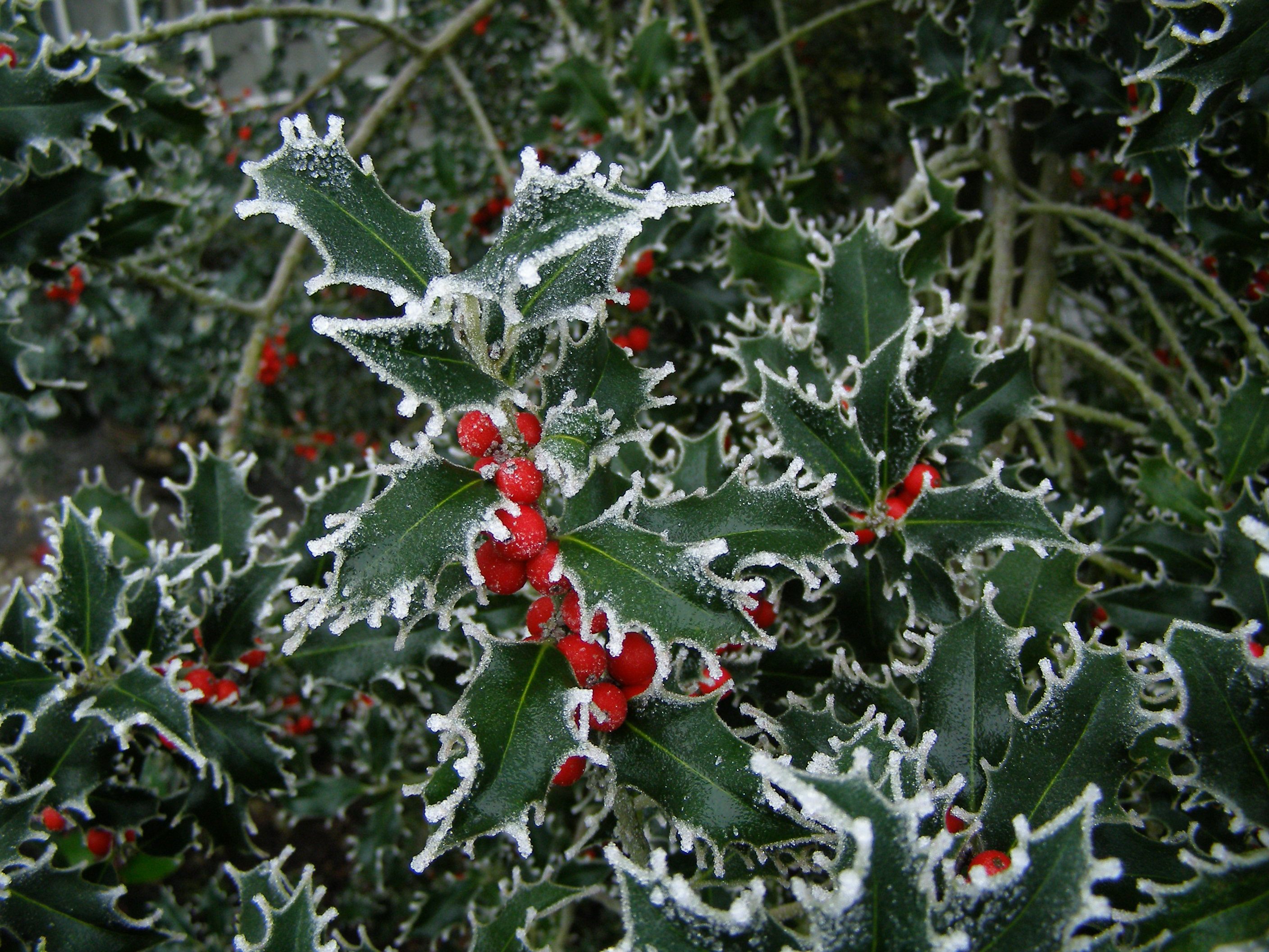 Houx commun à baies rouges, fleur de naissance de décembre