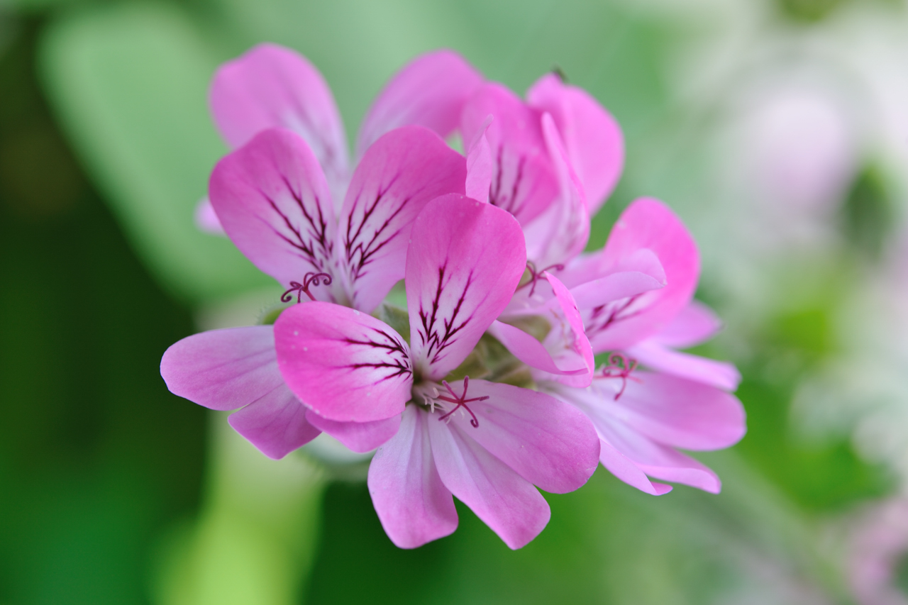 Géranium Pelargonium capitatum