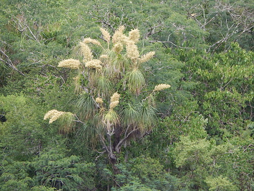 Elephant's-foot (Beaucarnea recurvata): origin and uses — photo 1