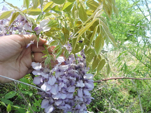 Wisteria sinensis — photo 3