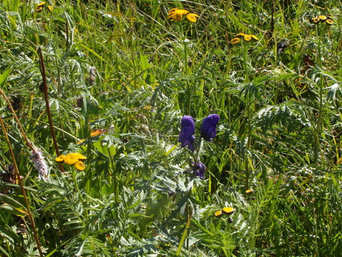Tanacetum vulgare — photo 3