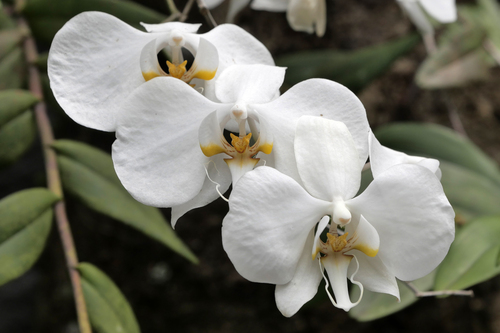 Phalaenopsis — photo 1