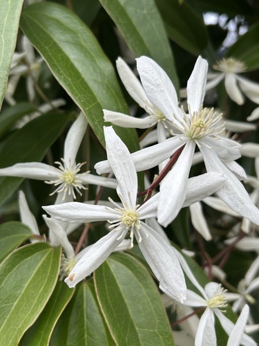 Clematis armandi — photo 1