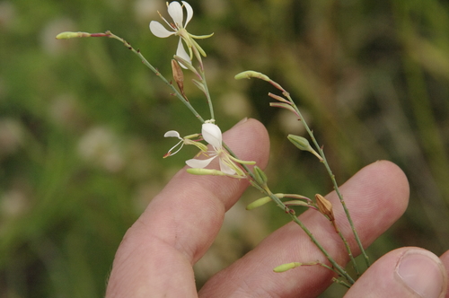 Oenothera lindheimeri — photo 2