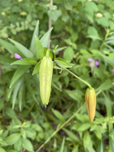 Lys tigré (Lilium lancifolium) — photo 3