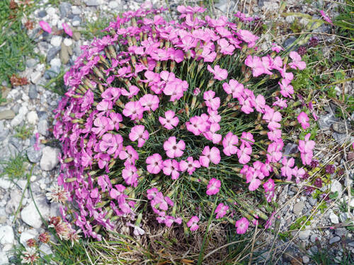 Dianthus caryophyllus — photo 2