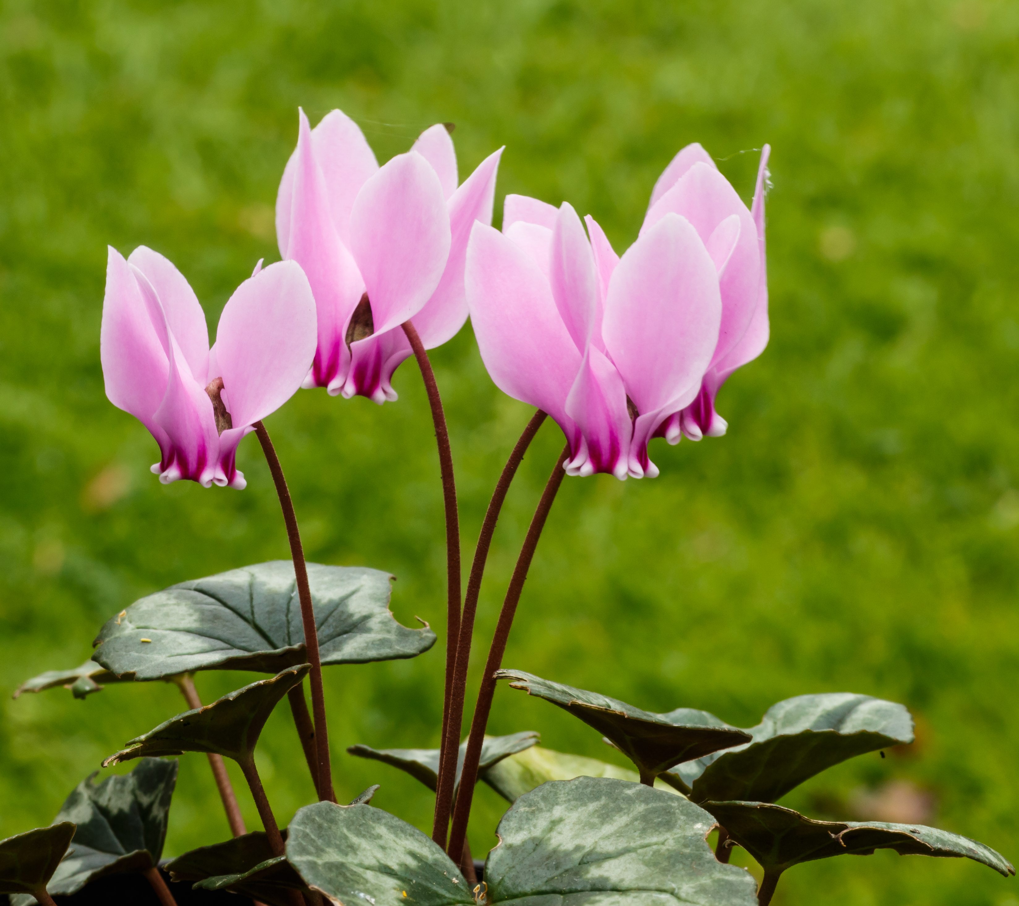Cyclamen hederifolium