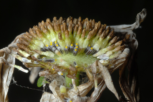 Leucanthemum vulgare — photo 2